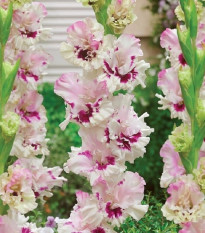 Gladiol Dreamy Creamy - Gladiolus - hlízy mečíku - 3 ks