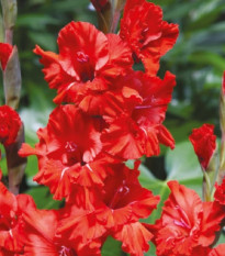 Gladiol Fire Ruffle  - Gladiolus - hlízy mečíku - 3 ks