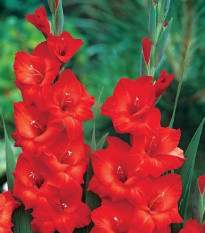 Gladiol Mascagni - Gladiolus - hlízy mečíku - 3 ks