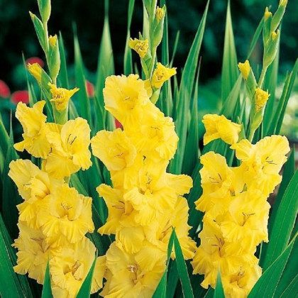 Gladiol Yellow Frans - Gladiolus - hlízy mečíku - 3 ks