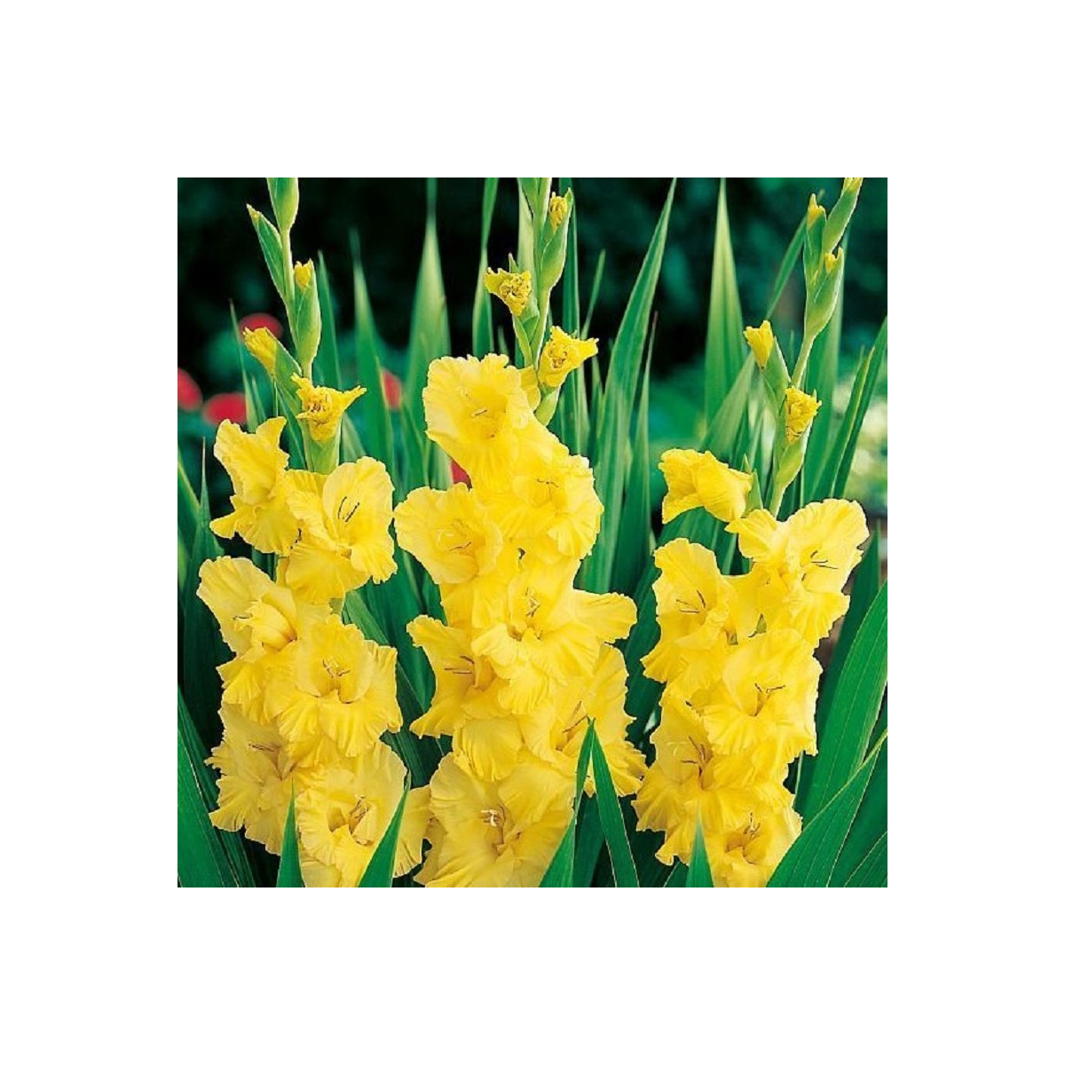 Gladiol Yellow Frans - Gladiolus - hlízy mečíku - 3 ks