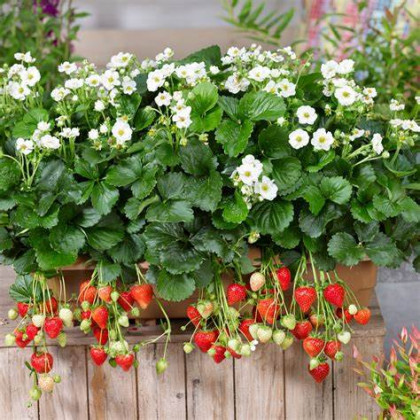 Jahodník Summer Breeze Snow F1 - Fragaria vesca - semena jahodníku - 10 ks