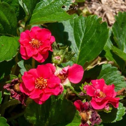 Jahodník Summer Breeze Rose F1 - Fragaria vesca - semena jahodníku - 10 ks