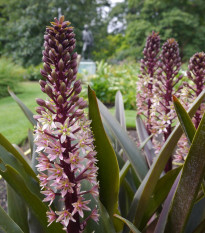 Chocholatice tečkovaná - Eucomis comosa - cibule chocholatice - 1 ks