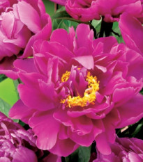 Pivoňka Karl Rosenfield - Paeonia lactiflora - hlízy pivoňky - 1 ks