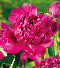 Pivoňka Big Ben - Paeonia lactiflora - hlízy pivoňky - 1 ks