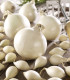 Cibule sazečka Snowball - Allium cepa - cibulky - 250 g