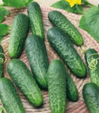 Okurka Najada F1 - Cucumis sativus - semena okurky - 15 ks