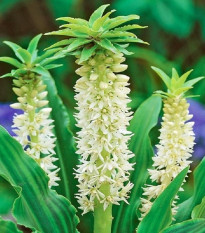 Chocholatice Autumnalis - Eucomis comosa - cibule chocholatice - 1 ks