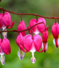 Srdcovka nádherná - Dicentra spectabilis - hlízy srdcovky - 1 ks