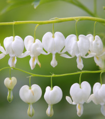 Srdcovka nádherná bílá - Dicentra spectabilis - hlízy srdcovky - 1 ks