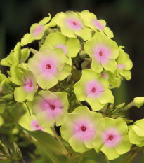 Plaménka Sherbet Blend - Phlox - prostokořenné sazenice plaménky - 1 ks