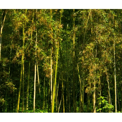 Král bambusů - Phyllostachys pubescens - semena bambusu - 3 ks