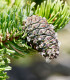 Borovice osinatá - Pinus aristata - semena borovice - 5 ks