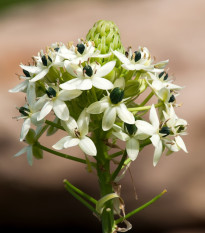 Snědek Saundersův - Ornithogalum saundersiae - cibule snědku - 1 ks