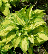 Bohyška - Hosta Albopicta - hlízy bohyšky - 1 ks