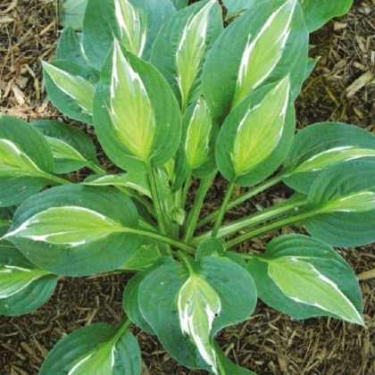Bohyška - Hosta Snake Eyes - hlízy bohyšky - 1 ks