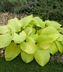 Bohyška - Hosta Tortilla Chip - hlízy bohyšky - 1 ks