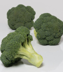 BIO Brokolice Covina F1 - Brassica oleracea L. - bio semena brokolice - 20 ks