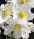 Čemeřice bílá - Helleborus niger - prostokořenné sazenice čemeřice - 1 ks
