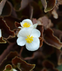 Begónie Marsala F1 White - Begonia semperflorens - semena begónie - 20 ks