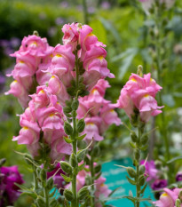 Hledík větší Rocket F1 Rose - Antirrhinum majus - semena hledíku - 20 ks