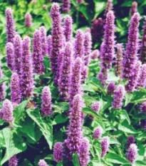 Agastache mexická Bavaria - Agastache mexicana - semena agastache - 30 ks