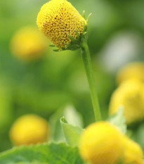 Plamatka zelná Homer - Spilanthes oleracea - semena plamatky - 15 ks