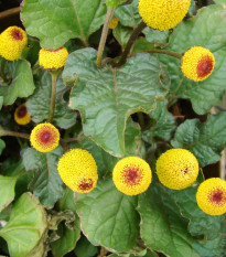 Plamatka zelná Peek-A-Boo - Spilanthes oleracea - semena plamatky - 10 ks