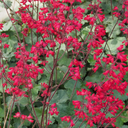 Dlužicha Coral Forest - Heuchera - semena dlužichy - 20 ks