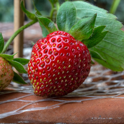 Jahodník stáleplodící Ariba Deep Rose F1 - Fragaria ananassa - semena jahodníku - 10 ks