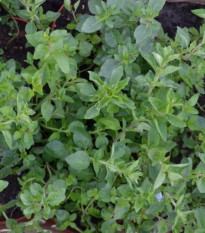 Řecké oregano Kreta - Origanum hirtum - semena oregana - 200 ks