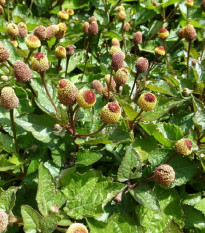 Plamatka zelná - Spilanthes oleracea - semena plamatky - 80 ks