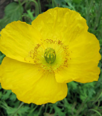 Mák Champagne Bubbles Yellow - Papaver nudicaule - semena máku - 20 ks