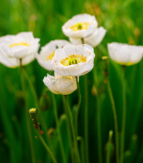 Mák Champagne Bubbles White - Papaver nudicaule - semena máku - 20 ks