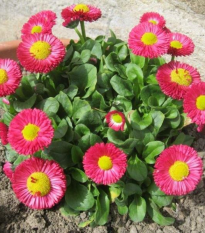 Sedmikráska Speedstar Plus Rose - Bellis perennis - semena sedmikrásky - 40 ks