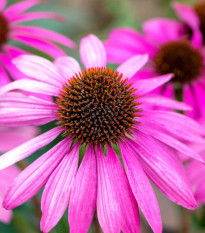 Třapatka Primadonna Deep Rose - Echinacea purpurea - semena třapatkovky - 15 ks