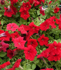 Petúnie Cascadini F1 Red - Petunia x atkinsiana - semena petúnie - 15 ks