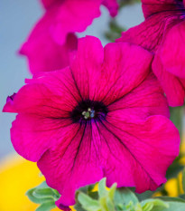 Petúnie Cascadini F1 Purple - Petunia x atkinsiana - semena petúnie - 15 ks