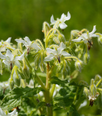 Borago officinalis