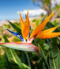 Strelície natalská - Strelitzia nicolai - semena strelície - 2 ks