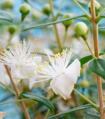 Myrta obecná - Myrtus communis - semena myrty - 5 ks