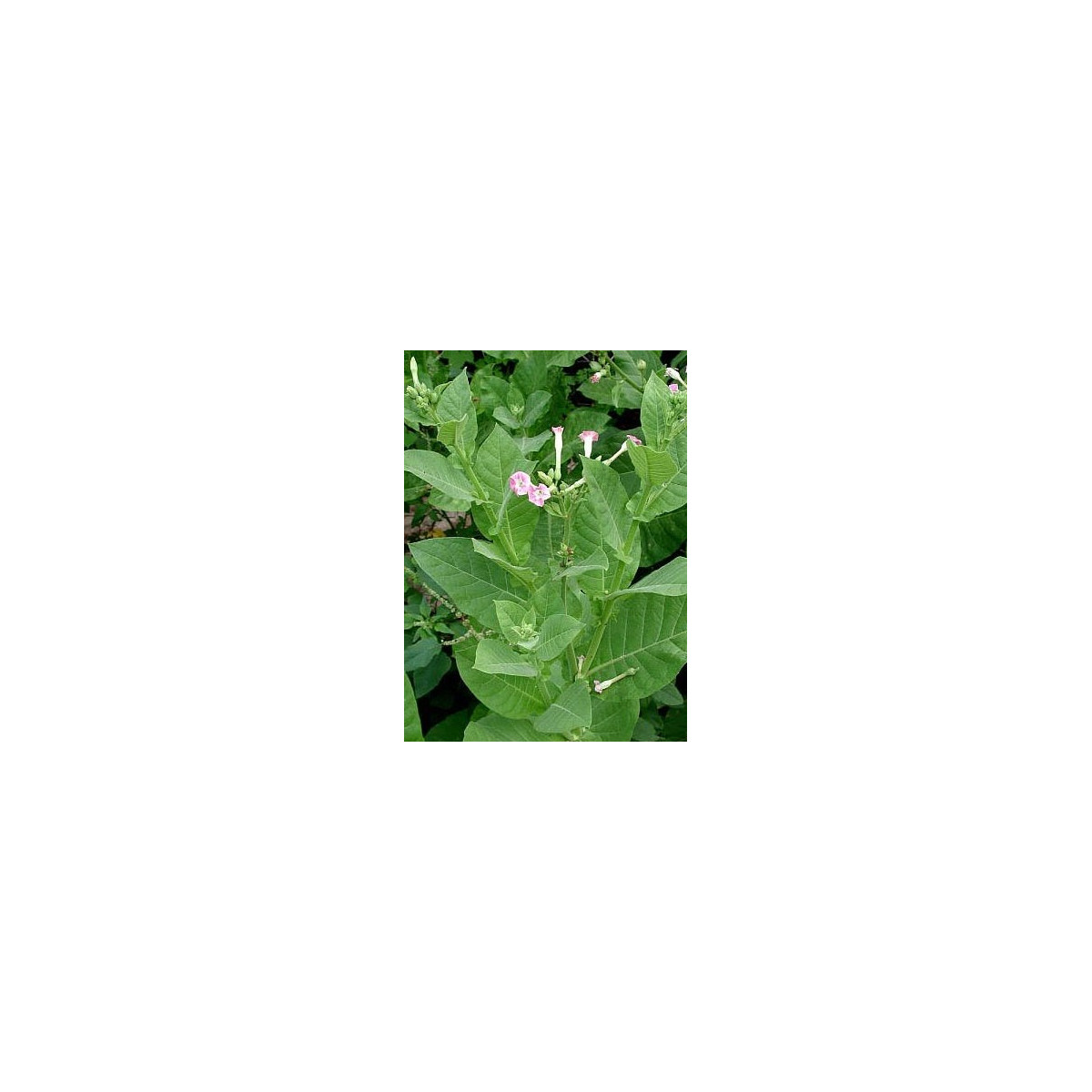 Tabák Green wood - Nicotiana tabacum - semena tabáku - 25 ks