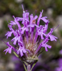 Mateřídouška dlouhokvětá - Thymus longiflorus - semena mateřídoušky - 50 ks