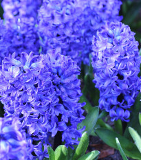 Hyacint plnokvětý Crystal Palace - Hyacinthus L. - cibuloviny - 1 ks