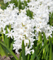 Hyacint White Pearl - Hyacinthus orientalis - cibule hyacintu - 1 ks