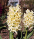 Hyacint Gipsy Princess - Hyacinthus L. - cibule hyacintu - 1 ks