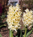 Hyacint Gipsy Princess - Hyacinthus L. - cibule hyacintu - 1 ks