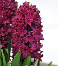 Hyacint Woodstock - Hyacinthus - cibule hyacintu - 1 ks