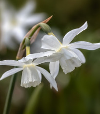 Narcis Thalia - Narcissus L. - cibule narcisu - 3 ks